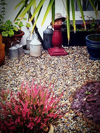 Potted plants in greenhouse