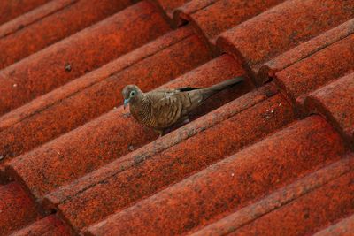 High angle view of a bird on land