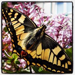 Close-up of butterfly perching on flower