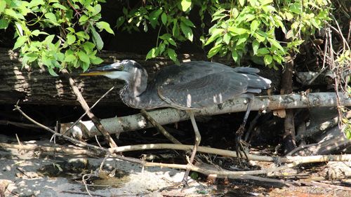 High angle view of gray heron perching on plant