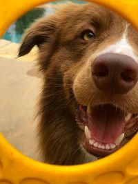 Close-up of dog looking away