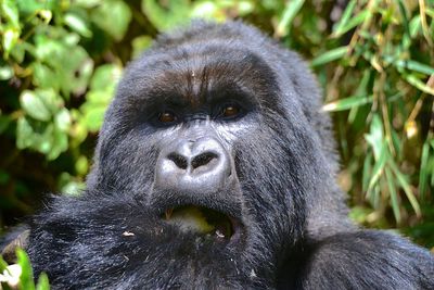 Mountain gorillas in rwanda volcanic mountains