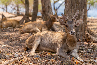 Deer in a field