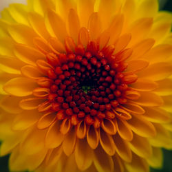 Close-up of orange flower