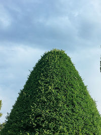 Low angle view of succulent plant against sky