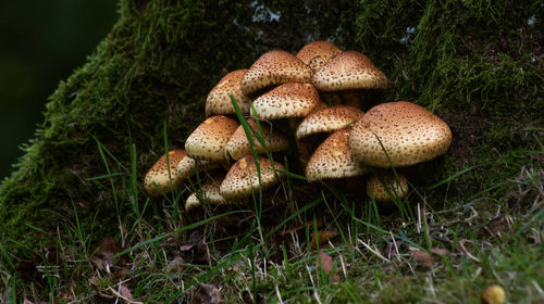 Close-up of mushrooms growing on field