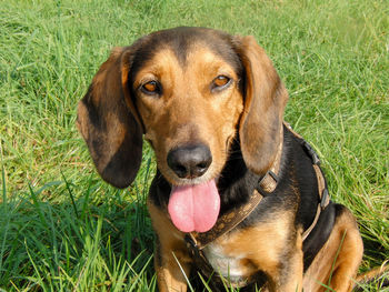 Portrait of dog on field