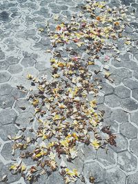 High angle view of leaves on ground