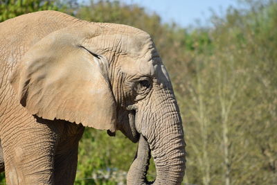 Close-up of elephant