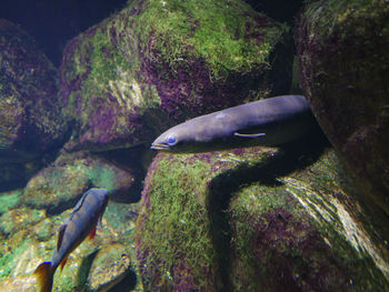 Close-up of fish swimming in sea