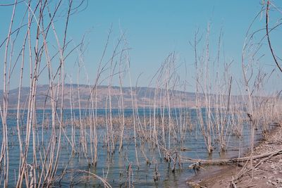 Scenic view of lake against clear sky