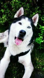 Portrait of dog on field