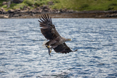 A white-tailed eagle fishing