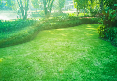 Grass in garden