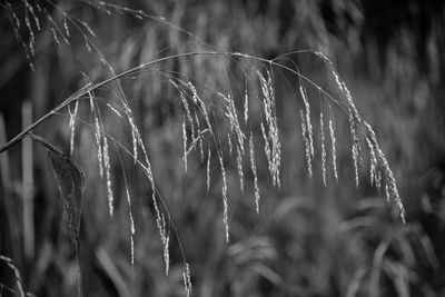 Close-up of wet grass on field