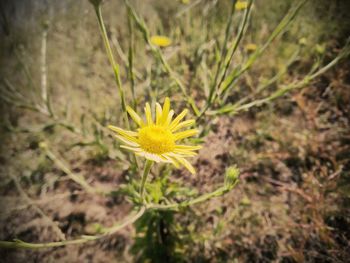 Close-up of yellow flower blooming outdoors