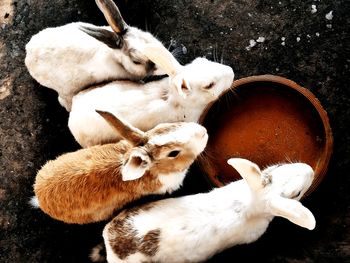 High angle view of white animal