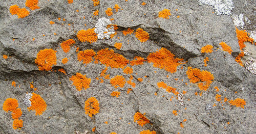 Full frame shot of orange flower petals on rock