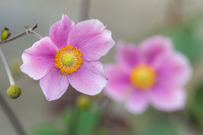 Close-up of pink flowering plant