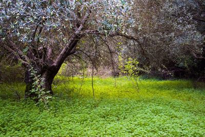 Scenic view of flower trees on landscape