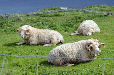 Sheep sitting on field