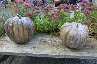 Close-up view of pumpkins