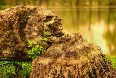 Close-up of plant growing on tree trunk