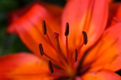 Close-up of orange flower