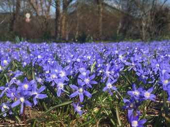 Close-up of purple crocus flowers growing in field