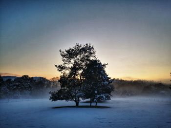 Trees on snow covered field against sky during sunset