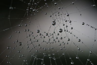 Close-up of spider web