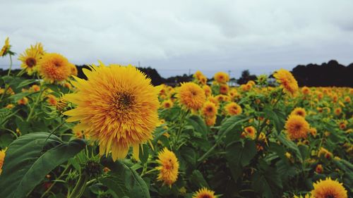 Close-up of sunflower field