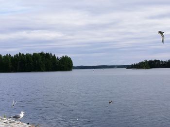 View of swan swimming in lake against cloudy sky