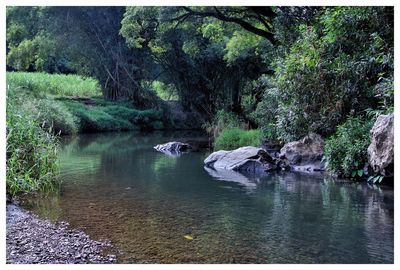 Scenic view of river in forest