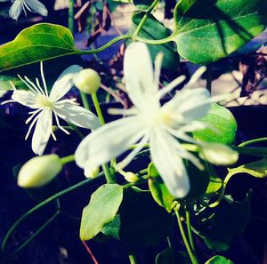 Close-up of flowers blooming outdoors