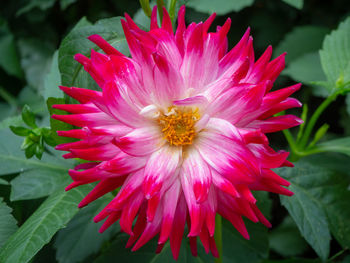 Close-up of pink flower