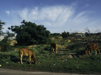 Horses grazing in a field