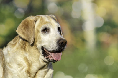 Close-up of a dog looking away