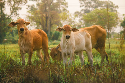 Cows standing on field