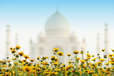 Close-up of yellow flowers blooming in park