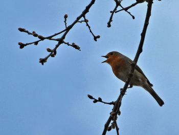 Low angle view of bird perching on branch against sky