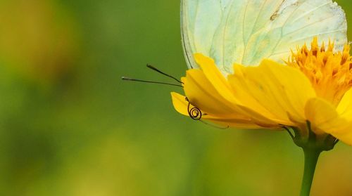 Close-up of insect on yellow flower