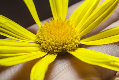 Close-up of yellow flowering plant