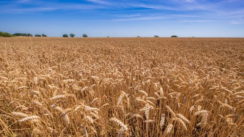 Scenic view of wheat field against sky