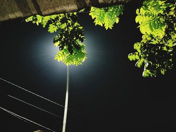 Low angle view of illuminated tree against sky at night