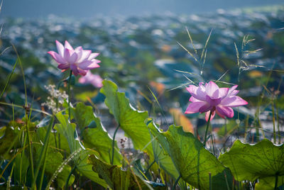 Close-up of pink flowers blooming outdoors