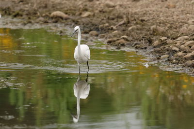 Bird in lake