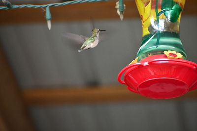 Close-up of bird flying