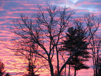 Low angle view of silhouette bare tree against sky