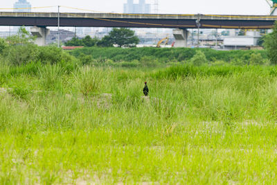 Bird on field